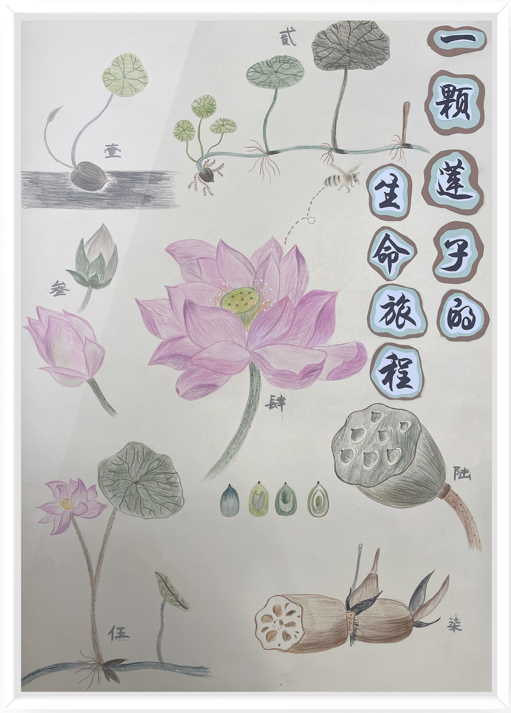 《一颗莲子的生命旅程》（作者：朱水铮、吴梦霁、张婷）.png